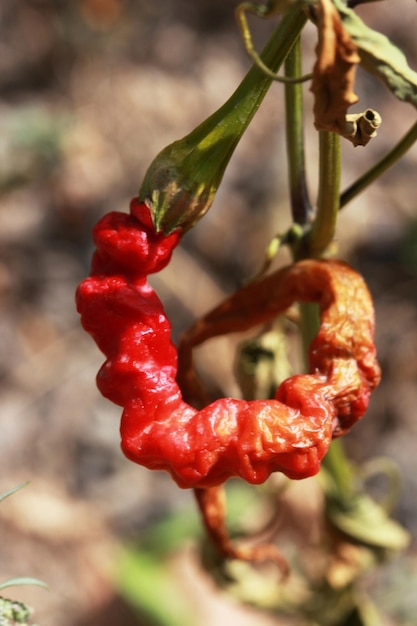 piments forts