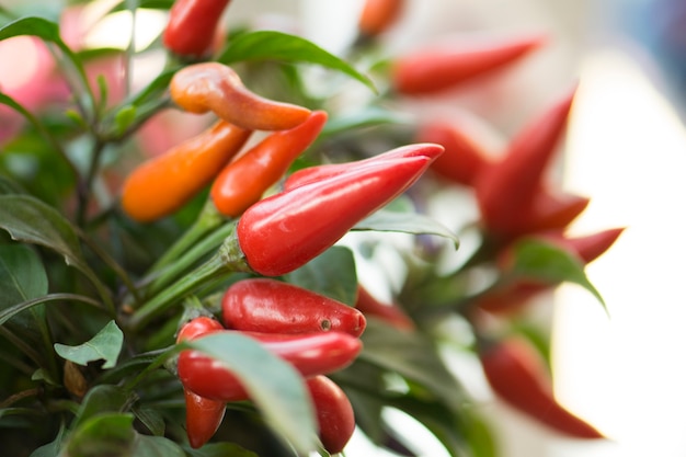 piments rouges chauds mûrs sur un arbre