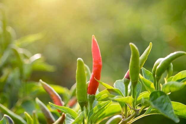 Piments rouges dans la ferme de jardin biologique