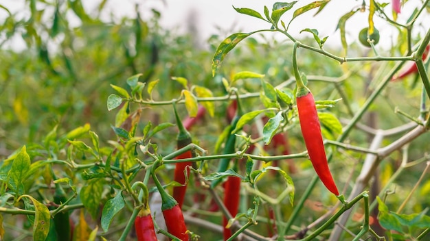 Piments rouges à la ferme