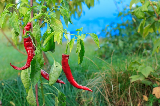 Piments rouges mûrs dans le jardin avec fond naturel flou. Aliments biologiques cultivés sur place, poivrons poivrons ou paprika mûrissant dans le jardin.