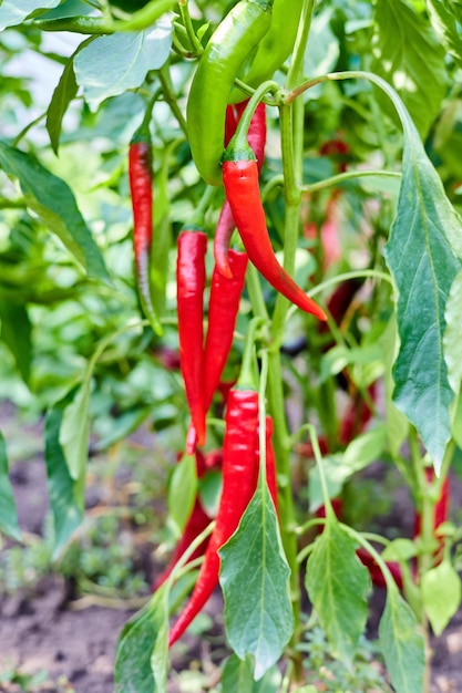 Les piments rouges poussent sur un buisson dans le potager