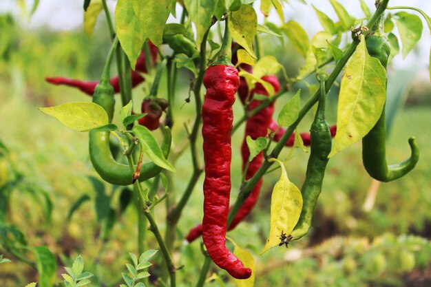 Piments rouges et verts poussant à la ferme