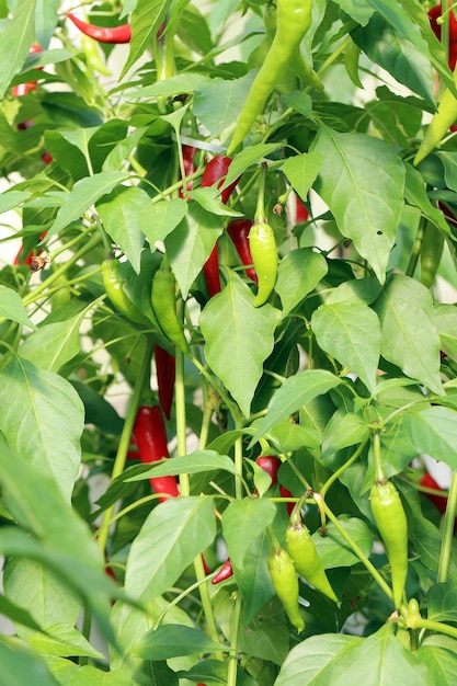 piments rouges