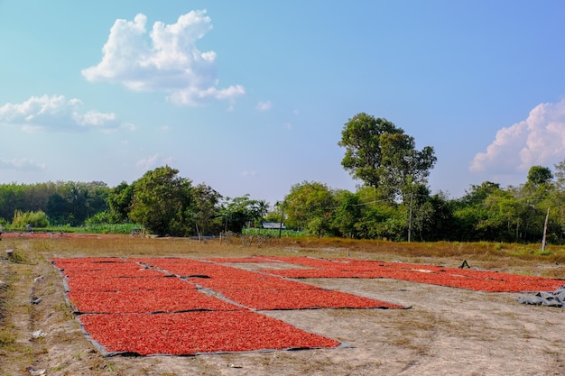 piments rouges