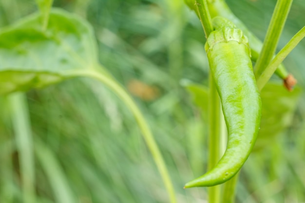 Piments verts non mûrs sur le lit de jardin. Aliments biologiques cultivés sur place, poivrons poivrons ou paprika mûrissant dans le jardin. Faible profondeur de champ.