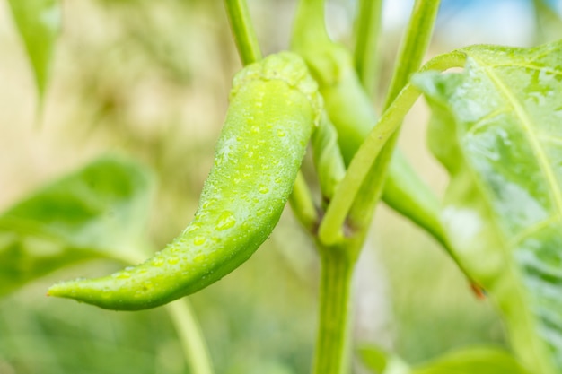 Piments verts non mûrs sur le lit de jardin. Aliments biologiques cultivés sur place, poivrons poivrons ou paprika mûrissant dans le jardin.