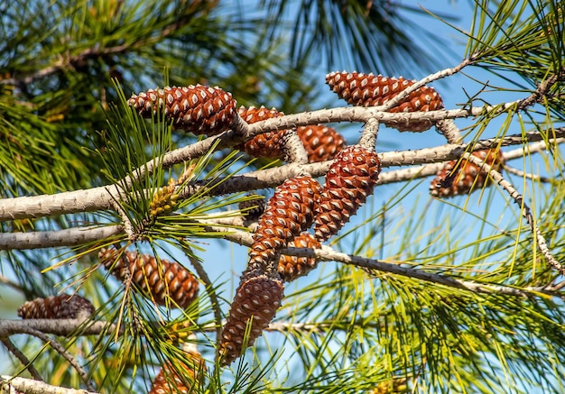 Pin d'Alep beauté majestueuse de l'arbre