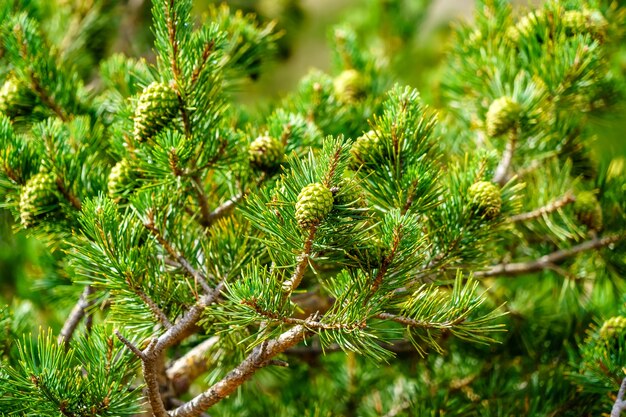 Pin ananas sur la montagne. Fond vert, pas de gens. Espagne.