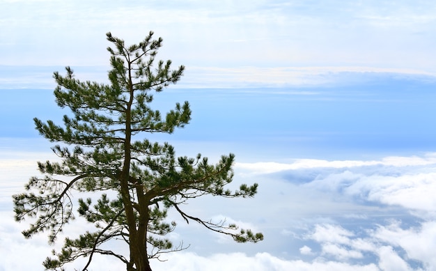 Pin arbre solitaire sur ciel couvert et mer