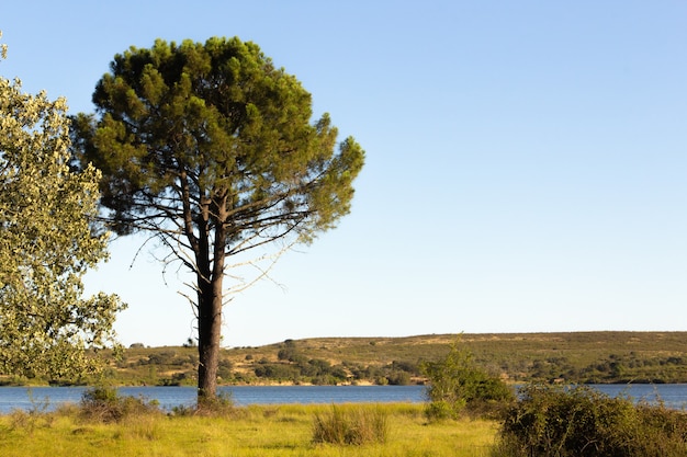 Pin au bord d'un lac intérieur avec des montagnes en arrière-plan