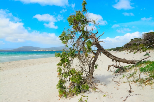 Pin au bord de la mer à Alghero Italie