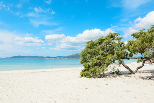 Pin au bord de la mer sur la côte d'Alghero Sardaigne