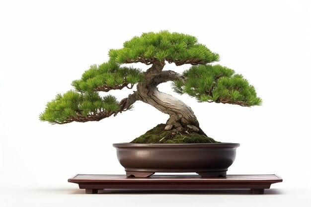 Pin bonsai sur fond blanc Génératif Ai