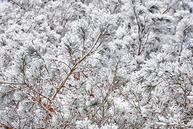 Pin. Branches d'épinette. Vue d'en bas. Forêt d'hiver