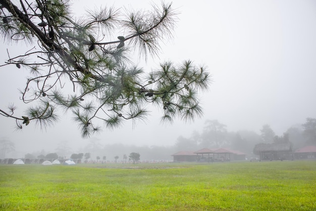 Pin avec camping et tente dans la nature et matin avec brume douce. Paysage de nature naturelle le matin.