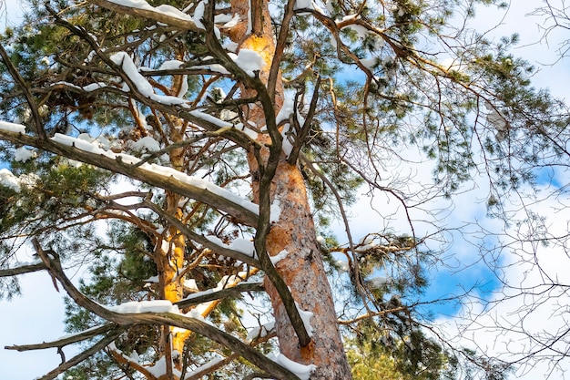 Pin couvert de neige en journée d'hiver ensoleillée en face du ciel.