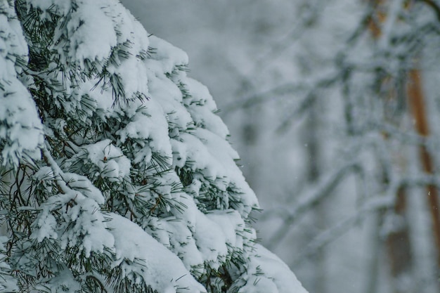 Un pin couvert de neige avec le mot hiver dessus