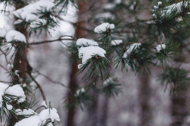 Pin dans la couverture de neige closup