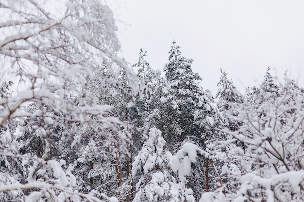 Pin dans la couverture de neige