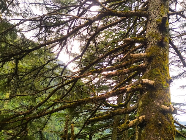 Pin dans la forêt tropicale de l'Himachal Pradesh