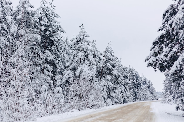 Pin dans la neige blanche à travers la forêt d&#39;hiver