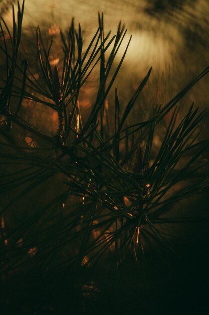 Un pin dans le noir
