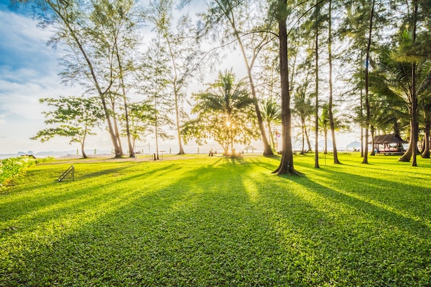 Pin dans le parc près de la plage au lever du soleil du matin.