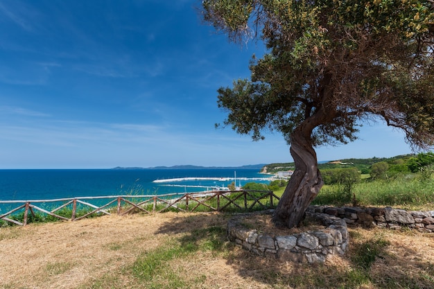 Un pin décliné incurvé sur une colline au-dessus d'une petite ville méditerranéenne balnéaire en Grèce