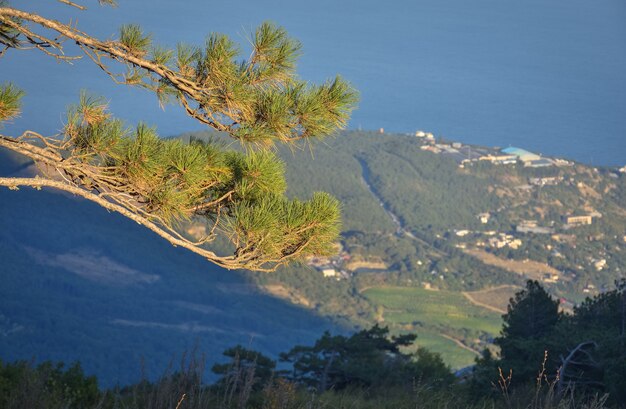 Pin sur falaise avec vue sur le panorama de la ville,