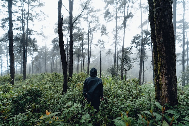 Pin forestier en asie, route dans la forêt un jour brumeux