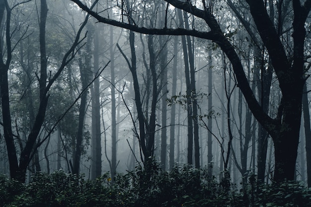 Pin forestier en asie, route dans la forêt un jour brumeux