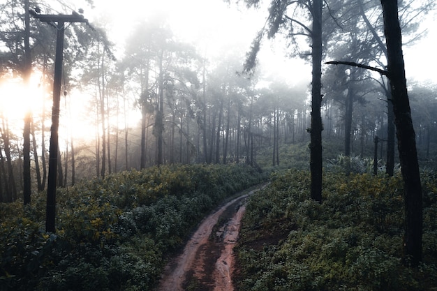 Pin forestier en asie, route dans la forêt un jour brumeux