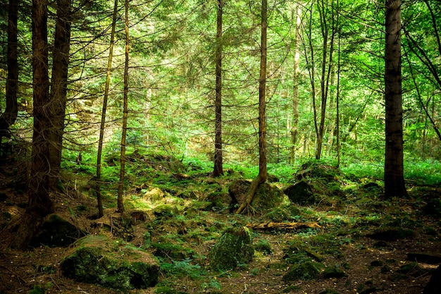 Pin forêt arbres nature vert bois lumière du soleil