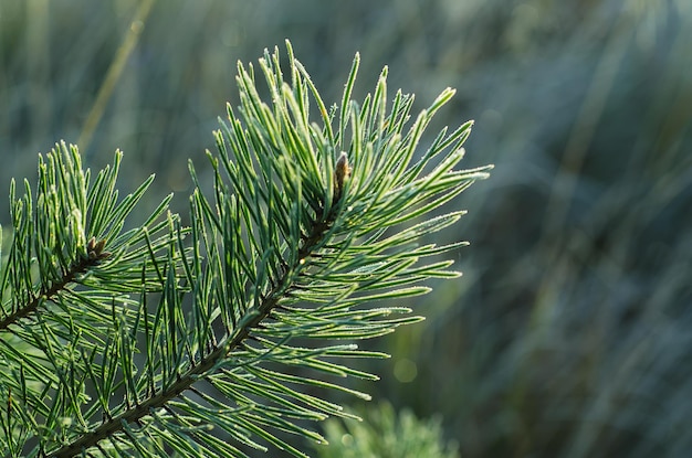 Pin glacé