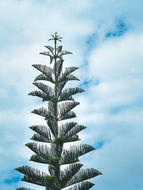 Le pin grandit dans le ciel bleu.