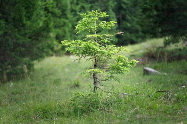 pin isolé vert dans le bois