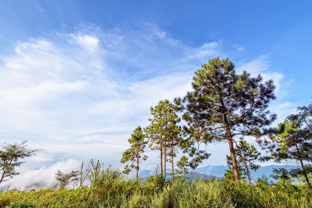 Pin Khasiya ou Pinus kesiya arbres verts et brouillard sur fond de ciel bleu, beau paysage naturel de la chaîne de montagnes en hiver au parc forestier de Phu Chi Fa, province de Chiang Rai, Thaïlande