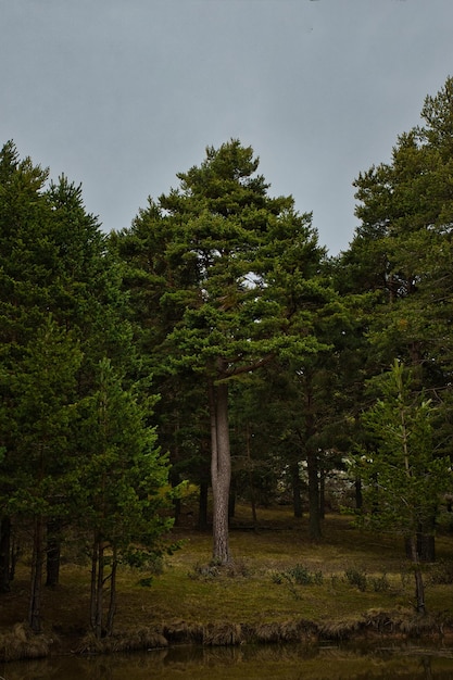 Pin et lagune à l'intérieur d'une forêt