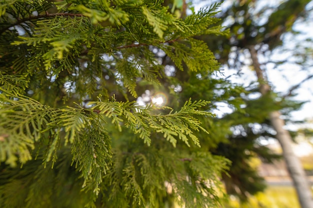 Photo pin méditerranéen un très vieil arbre