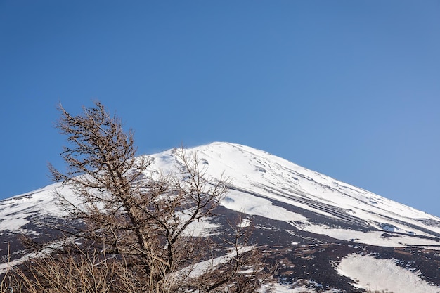 Pin et Mont Fuji