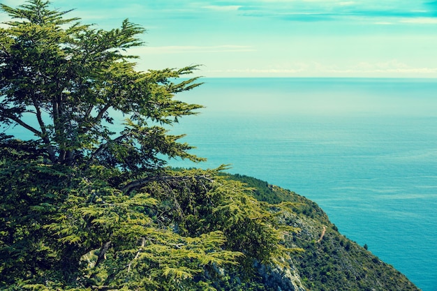 Pin sur la montagne contre la mer