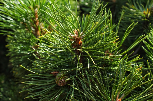 Pin de montagne Pinus Mugo avec bourgeons, longue branche et conifère. Mughus pumilio cultivar je nain