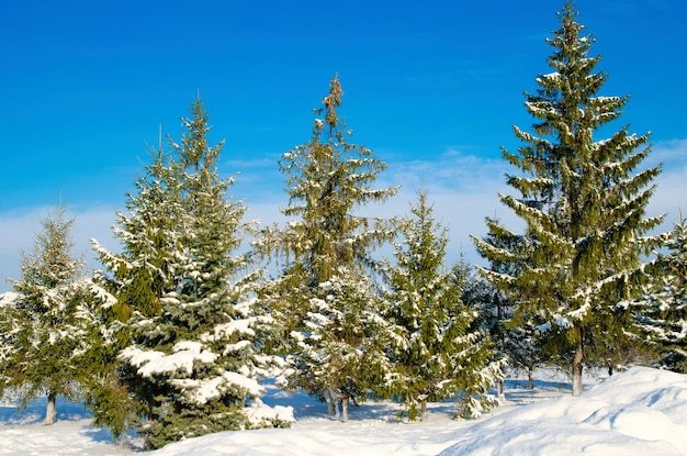 Pin avec de la neige