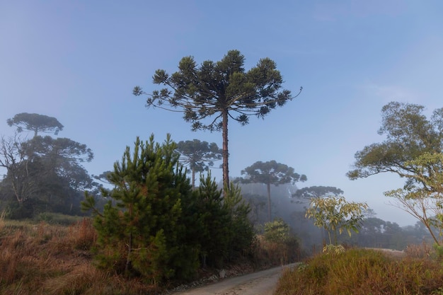 Photo pin parana nom scientifique araucaria angustifolia arbre typique de la forêt atlantique de haute altitude avec brouillard au début de l'hiver