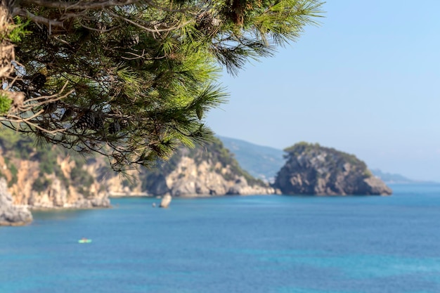 Le pin pousse sur fond de mer et de montagnes