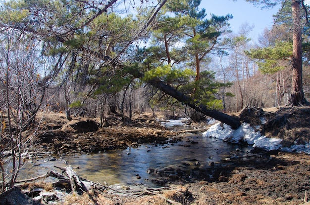 Un pin presque tombé se penche sur le paysage forestier du ruisseau Spring