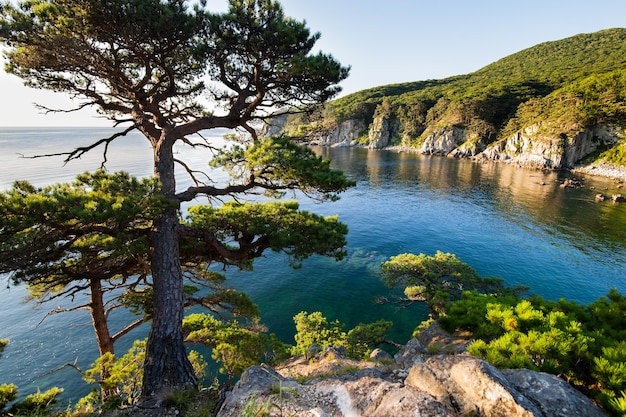 Pin sur un rocher à la mer dans la lumière du matin