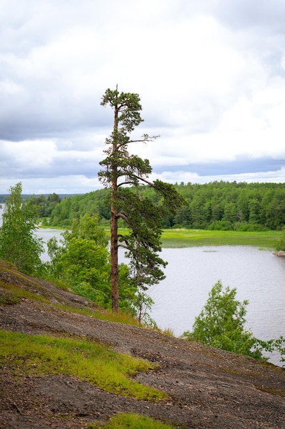 Photo pin solitaire dans les montagnes pin avec vue sur le lac