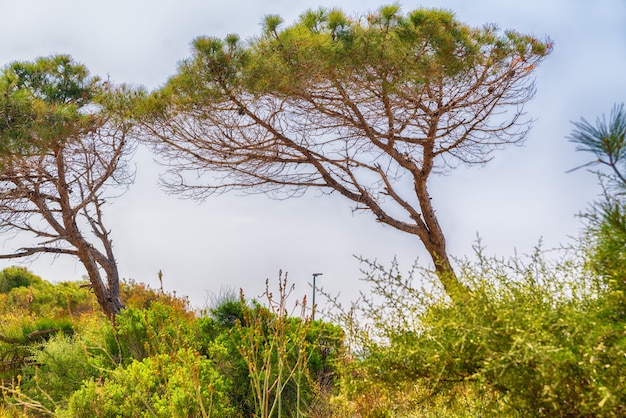 Photo pin soufflé par le vent avec des branches toutes d'un côté